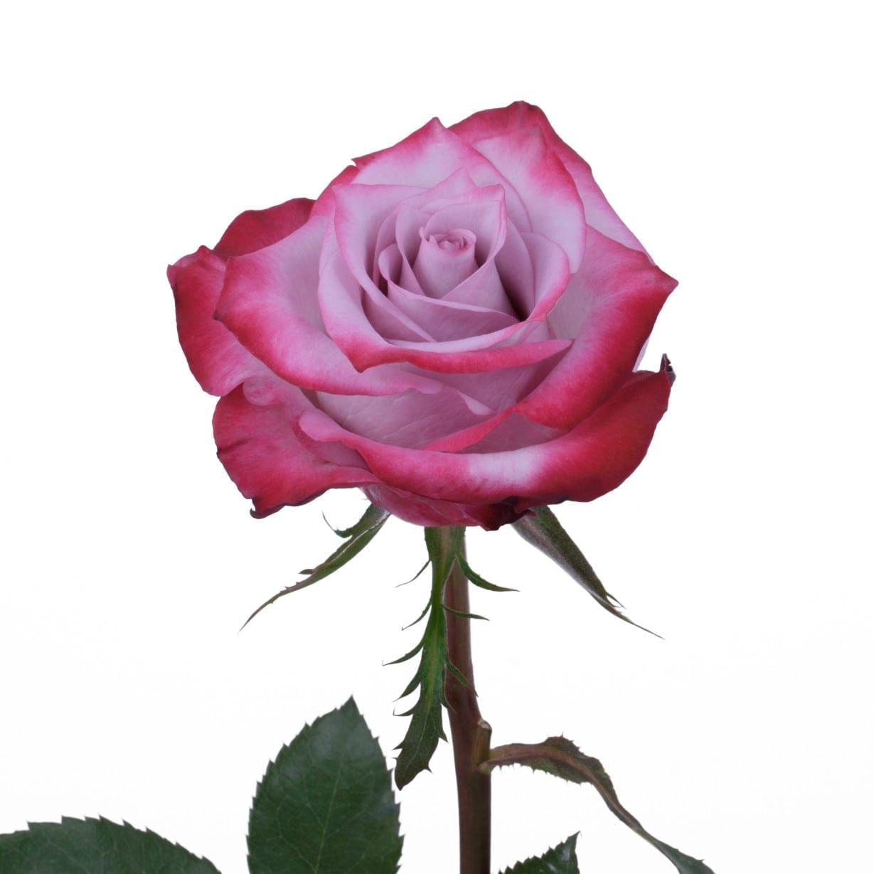 фарфалла роза эквадор